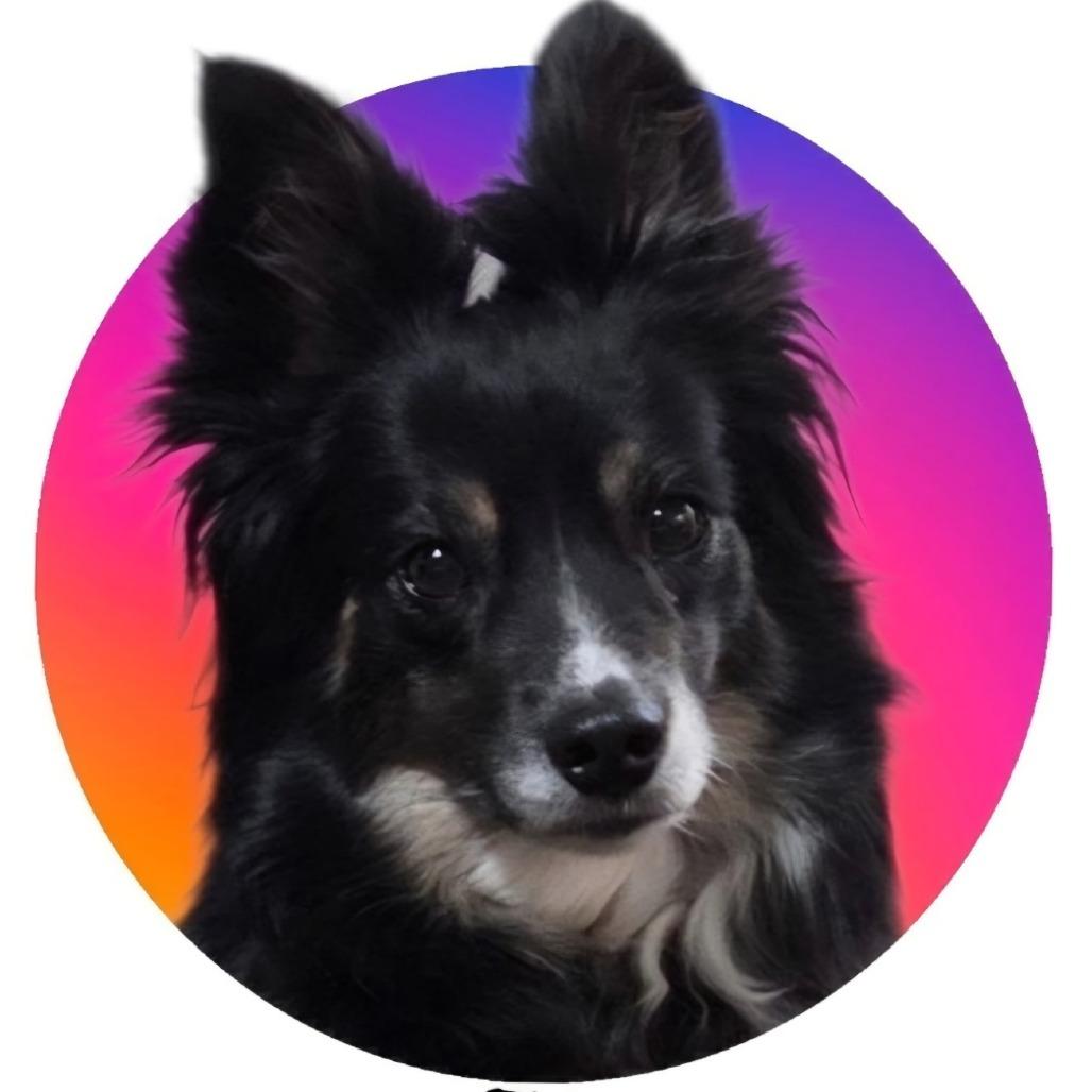 Elise, a Adoptable Australian Shepherd in Loves Park, IL image 2/2