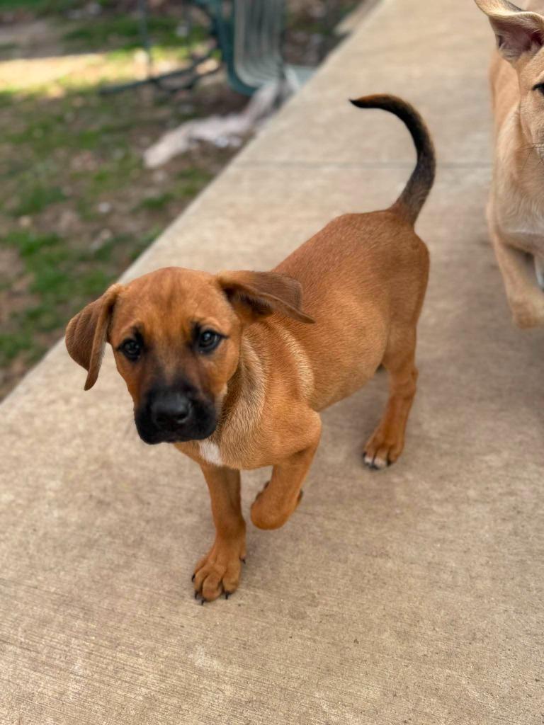 Enlarge Bad Breath Seth, a Adoptable mixed breed in sun prairie, WI image 1/1