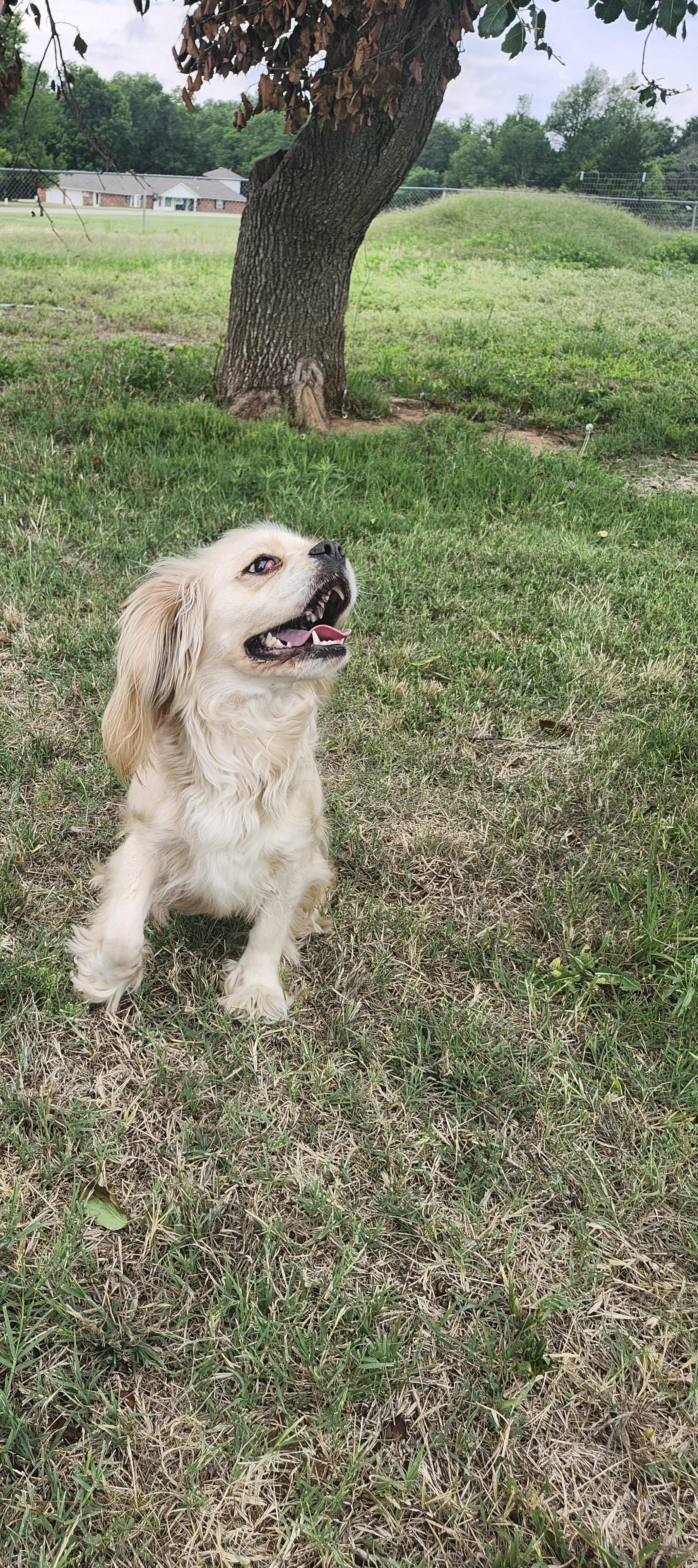 Barbara Jean, a ADOPTABLE Cocker Spaniel in Tuttle, OK image 3/4