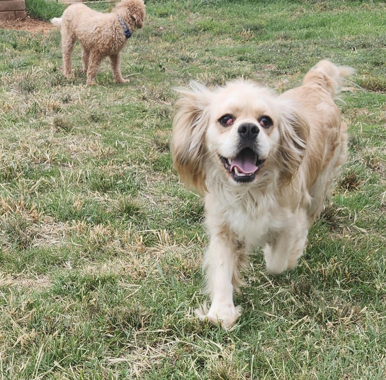 Barbara Jean, a ADOPTABLE Cocker Spaniel in Tuttle, OK image 2/4