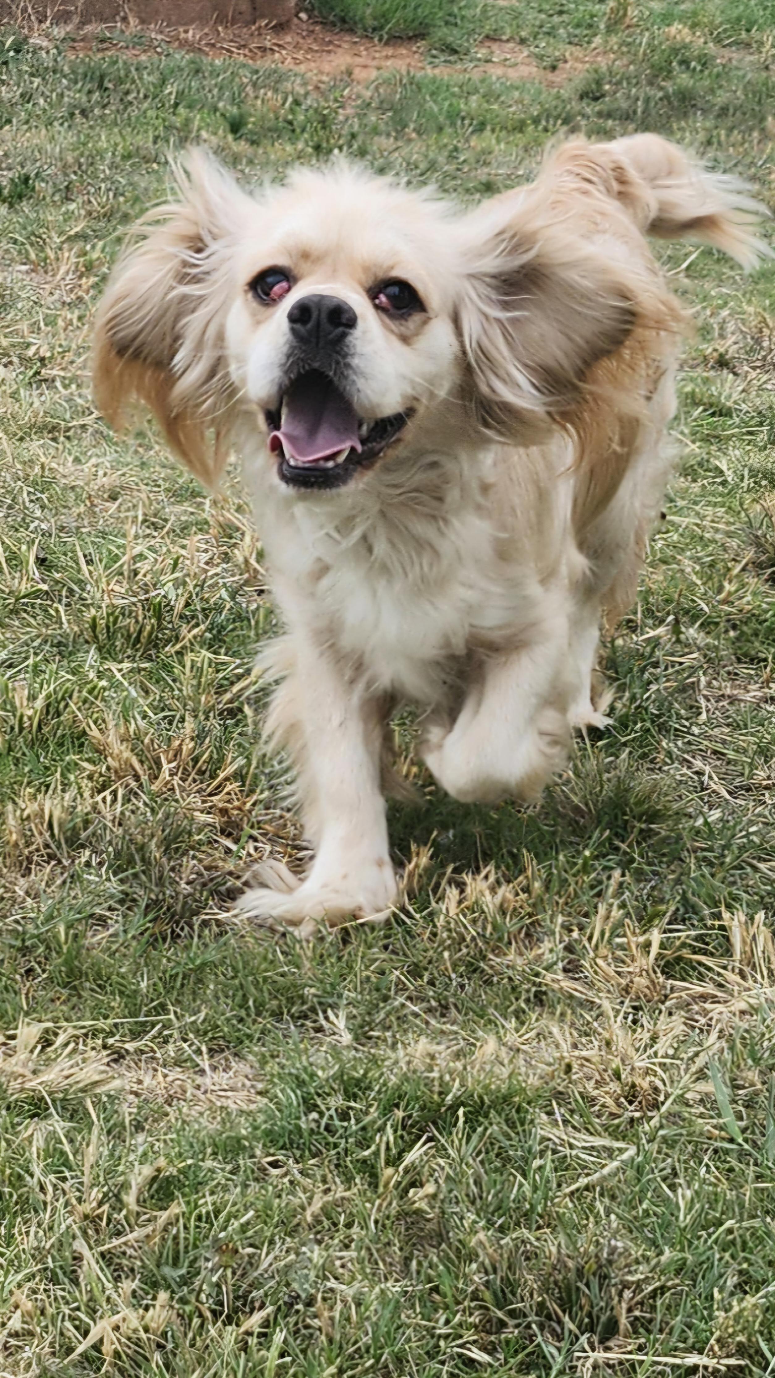 Barbara Jean, ADOPTABLE, Adult Female Cocker Spaniel.