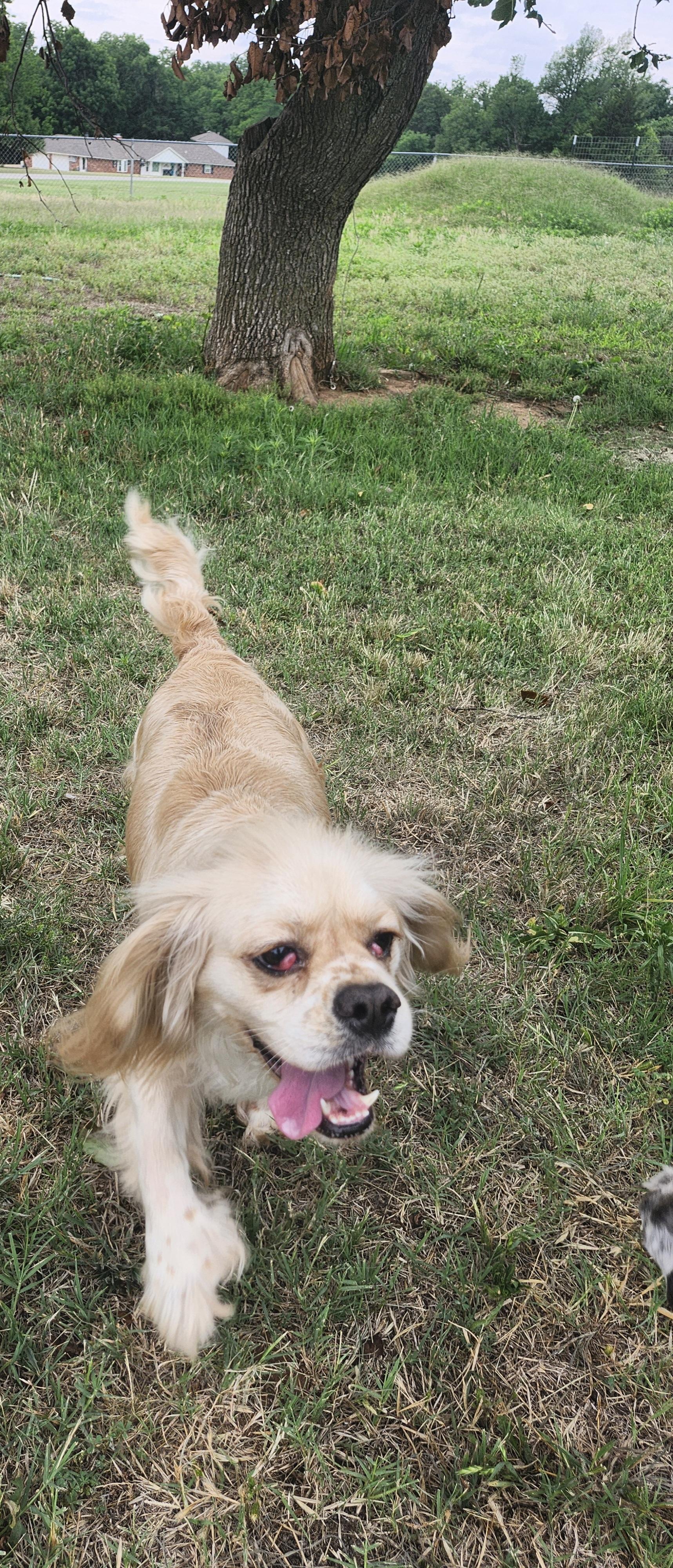 Barbara Jean, a ADOPTABLE Cocker Spaniel in Tuttle, OK image 4/4