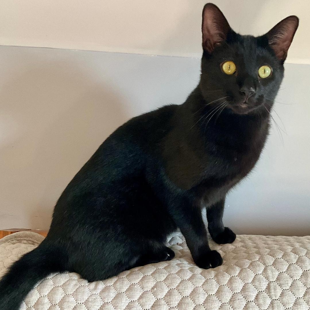 Domino, Young Male Domestic Short Hair