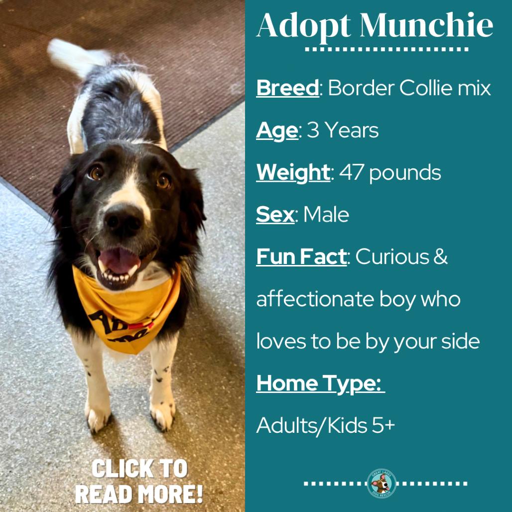 Munchie, Adoptable, Adult Male Border Collie & Mixed Breed.