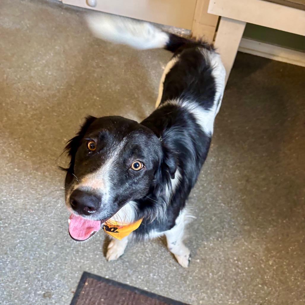 Enlarge Munchie, a Adoptable mixed breed in Metamora, MI image 5/6