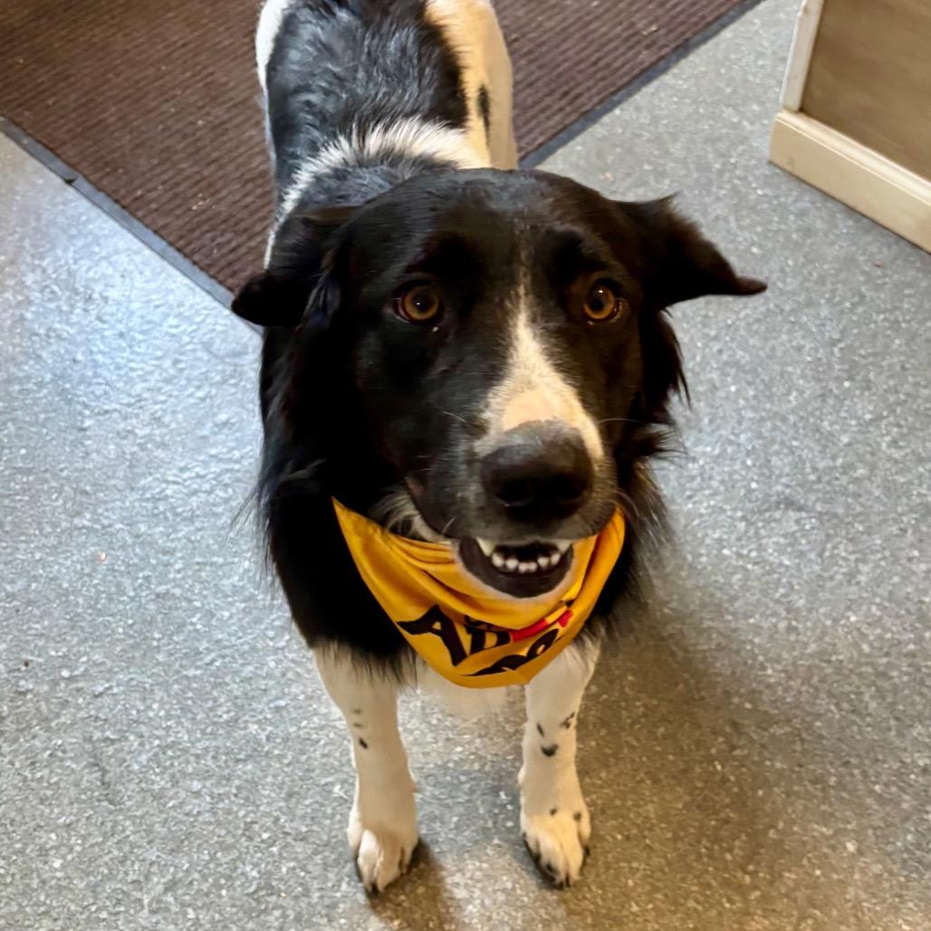 Enlarge Munchie, a Adoptable mixed breed in Metamora, MI image 6/6