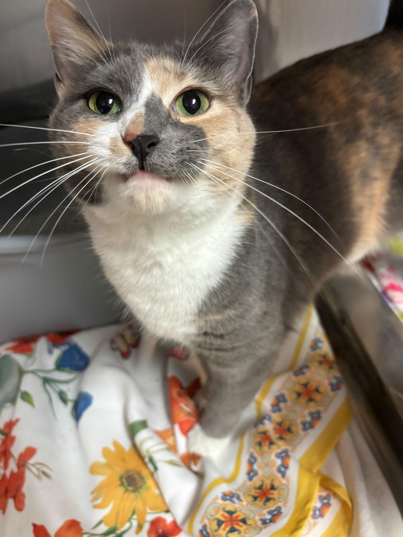 Confetti, Adoptable, Young Female Domestic Short Hair.