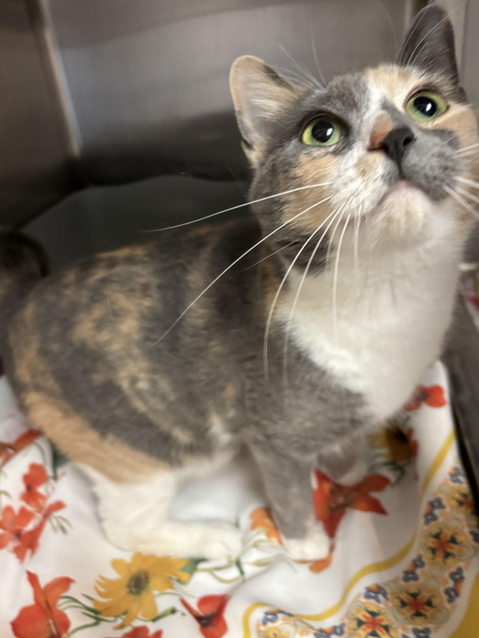 Confetti, a Adopted Domestic Short Hair in Hopewell, VA image 2/3