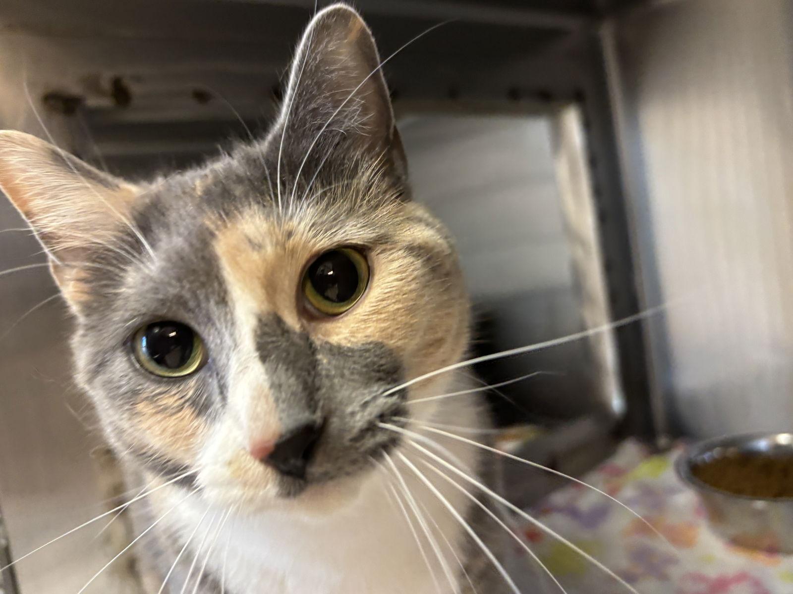 Confetti, a Adopted Domestic Short Hair in Hopewell, VA image 3/3