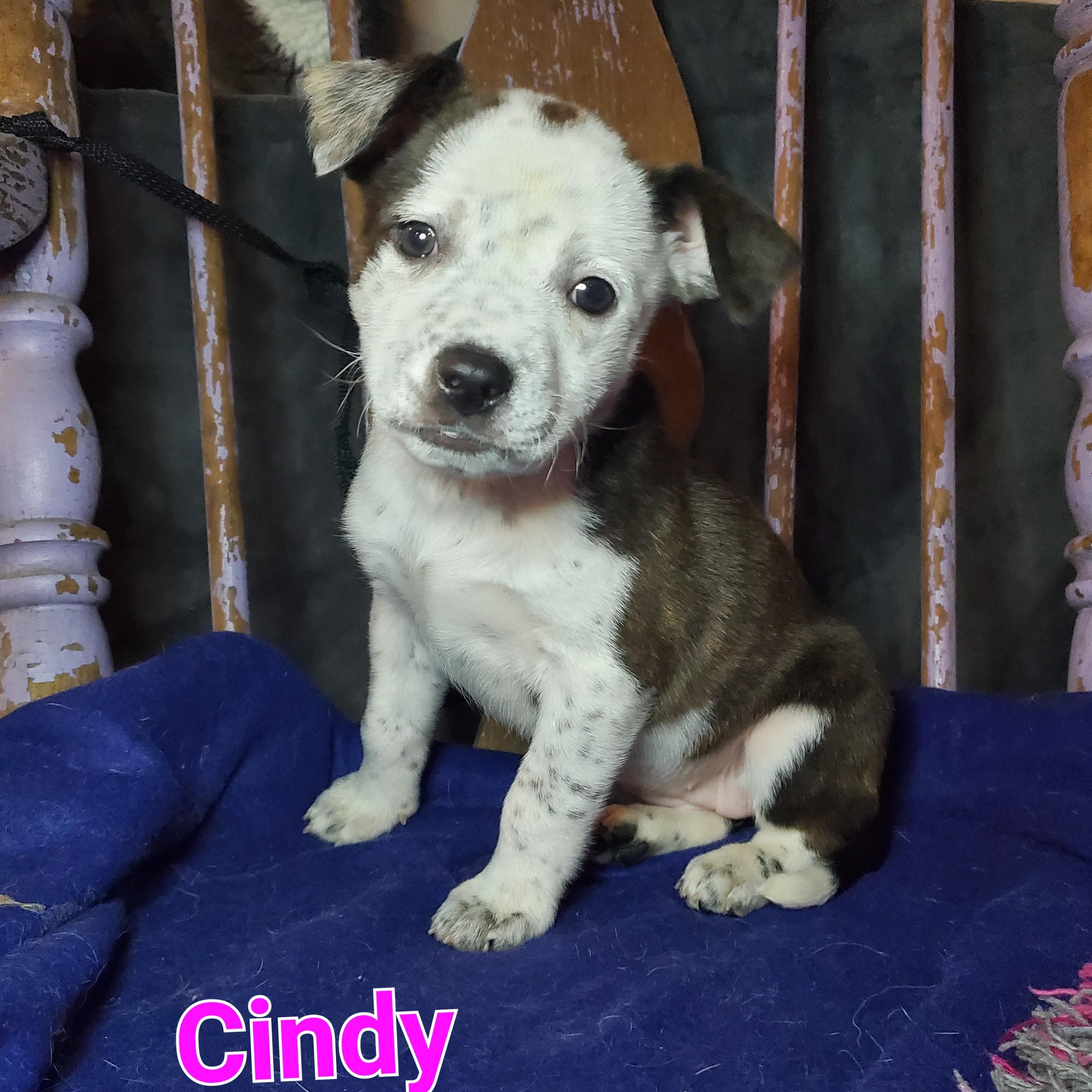 Enlarge Cindy, a Adoptable mixed breed in Blairstown, NJ image 1/6