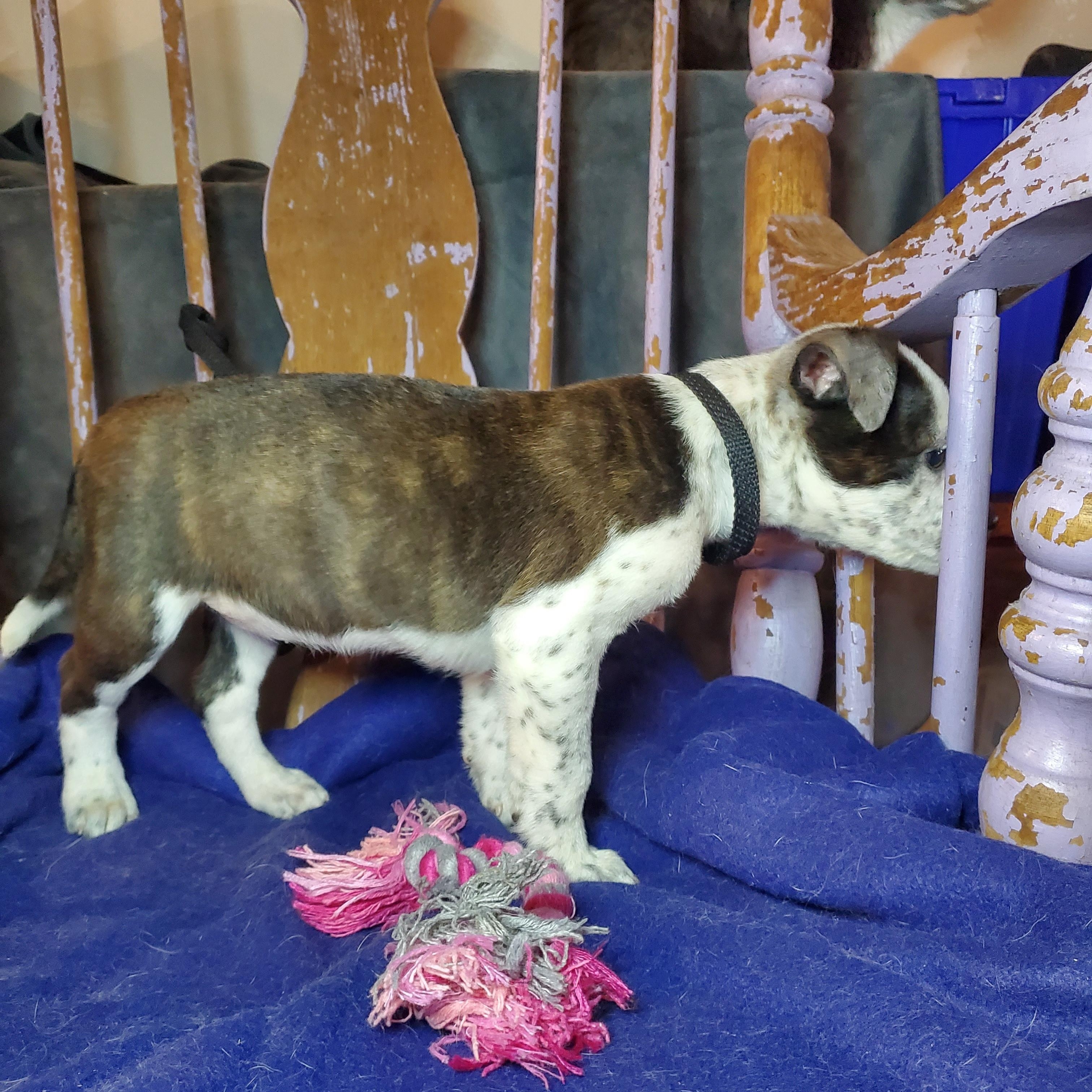 Enlarge Cindy, a Adoptable mixed breed in Blairstown, NJ image 3/6