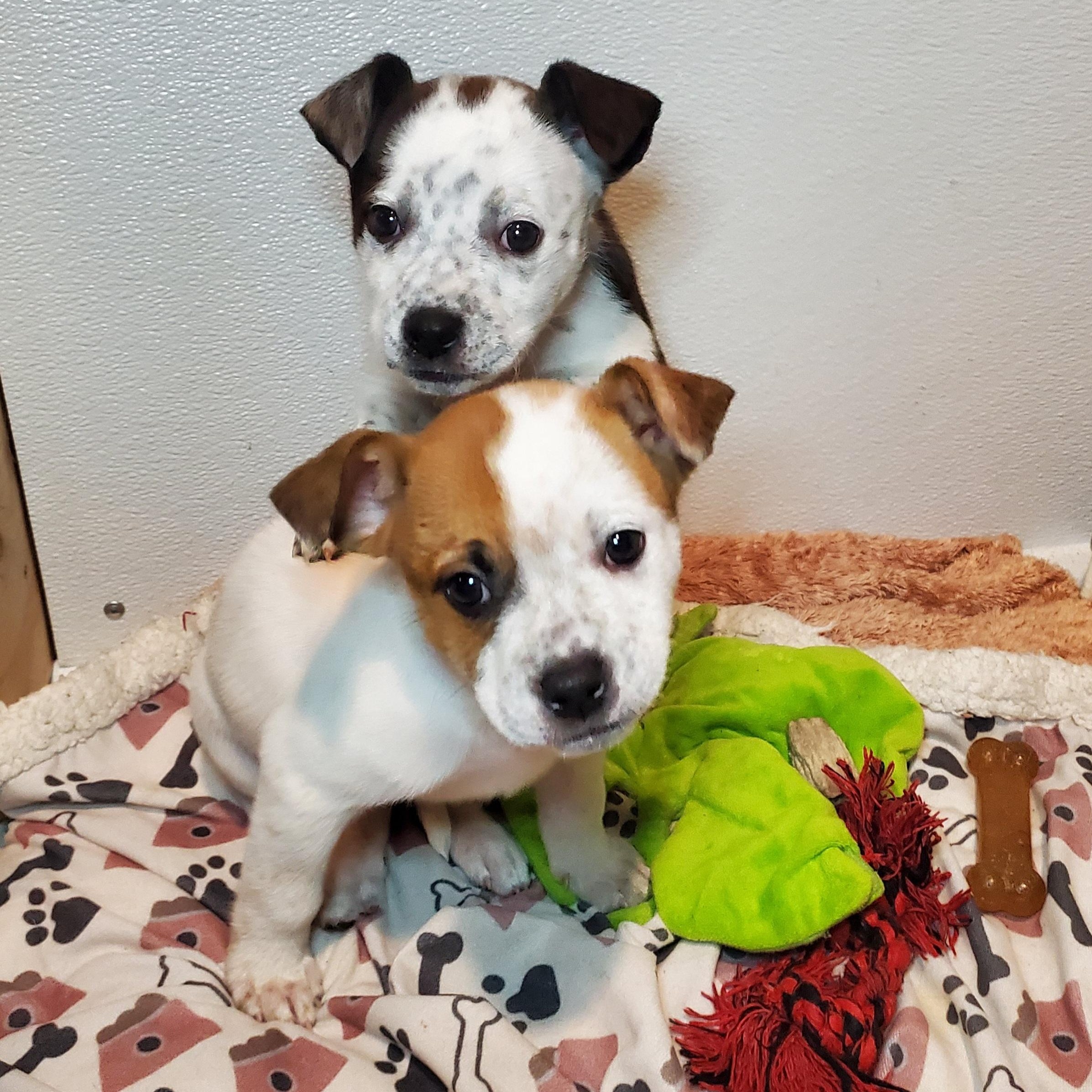 Enlarge Cindy, a Adoptable mixed breed in Blairstown, NJ image 5/6