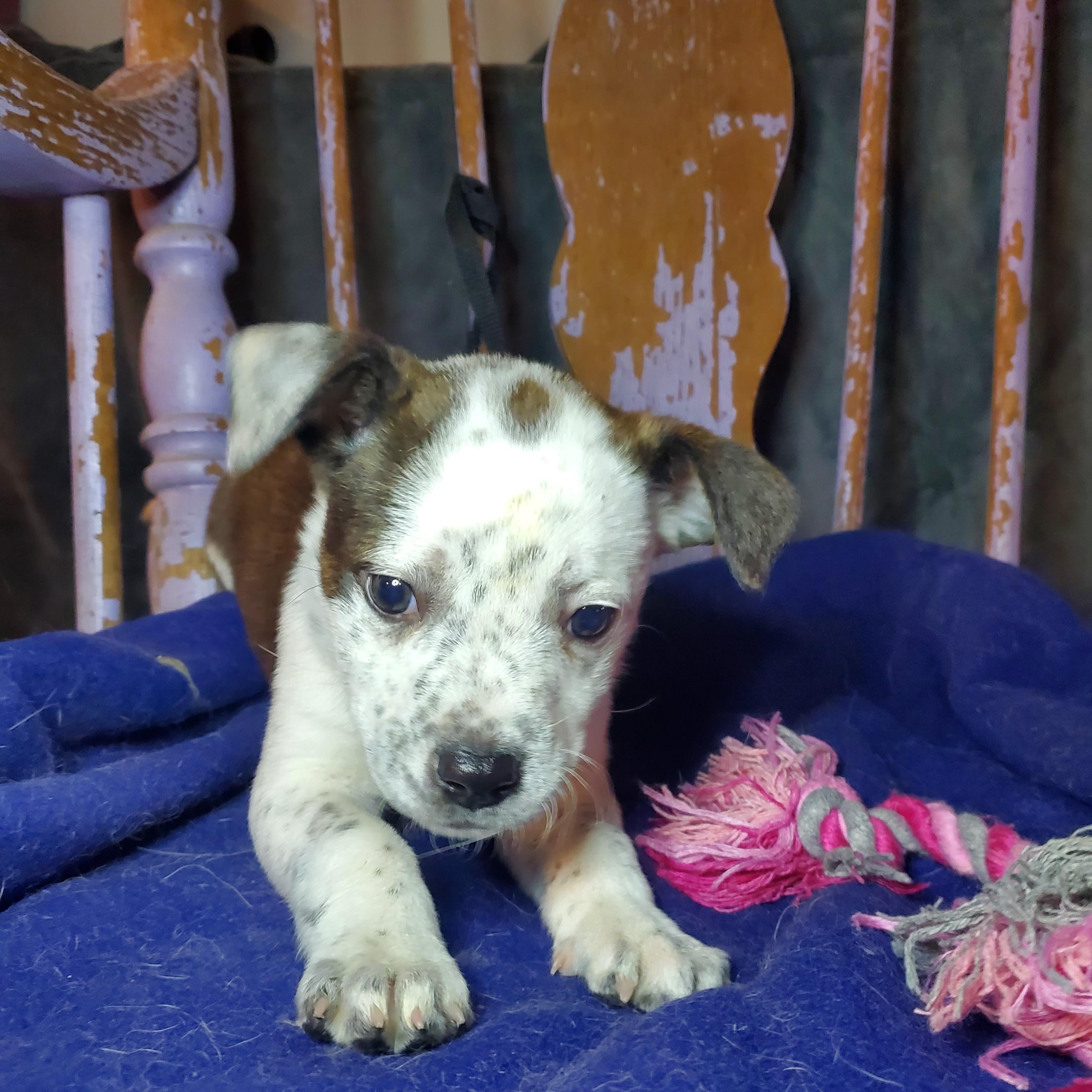 Enlarge Cindy, a Adoptable mixed breed in Blairstown, NJ image 2/6