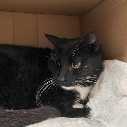 Enlarge Broom, a Adoptable mixed breed in Richmond, VA image 2/5