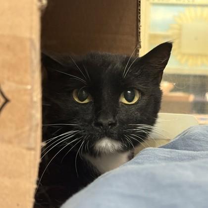 Enlarge Broom, a Adoptable mixed breed in Richmond, VA image 4/5