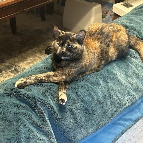 Enlarge Cynder, a ADOPTABLE mixed breed in Oshawa, ON image 2/3