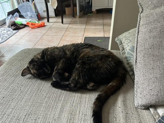 Cynder, ADOPTABLE, Adult Female Domestic Short Hair.
