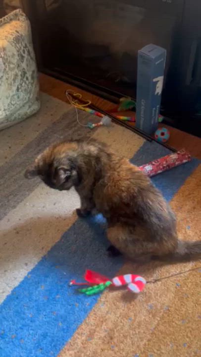 Enlarge Cynder, a ADOPTABLE mixed breed in Oshawa, ON video 3/3