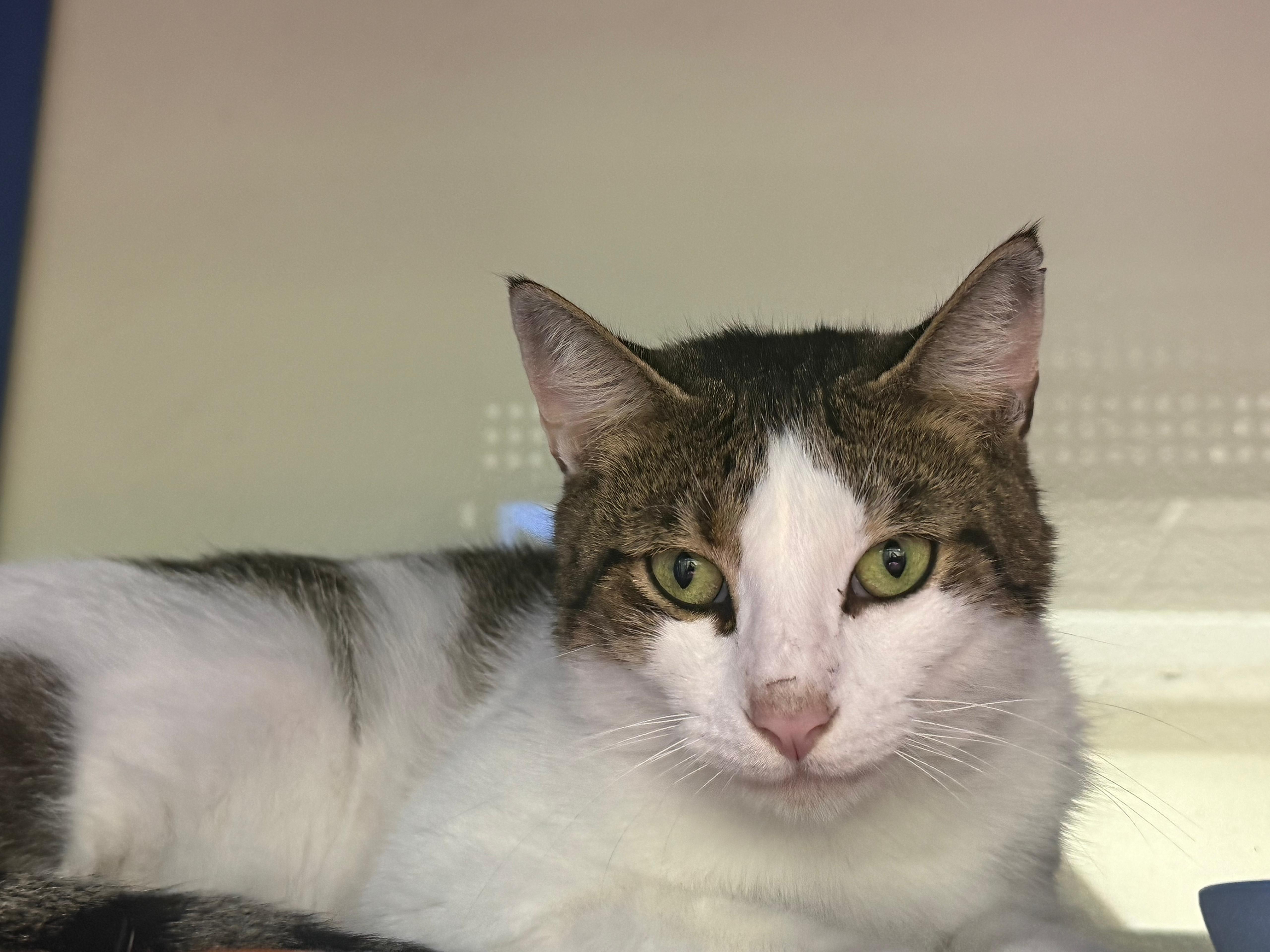 Enlarge Mr. Pinkles, a ADOPTABLE Domestic Short Hair in Lauderhill, FL image 2/4