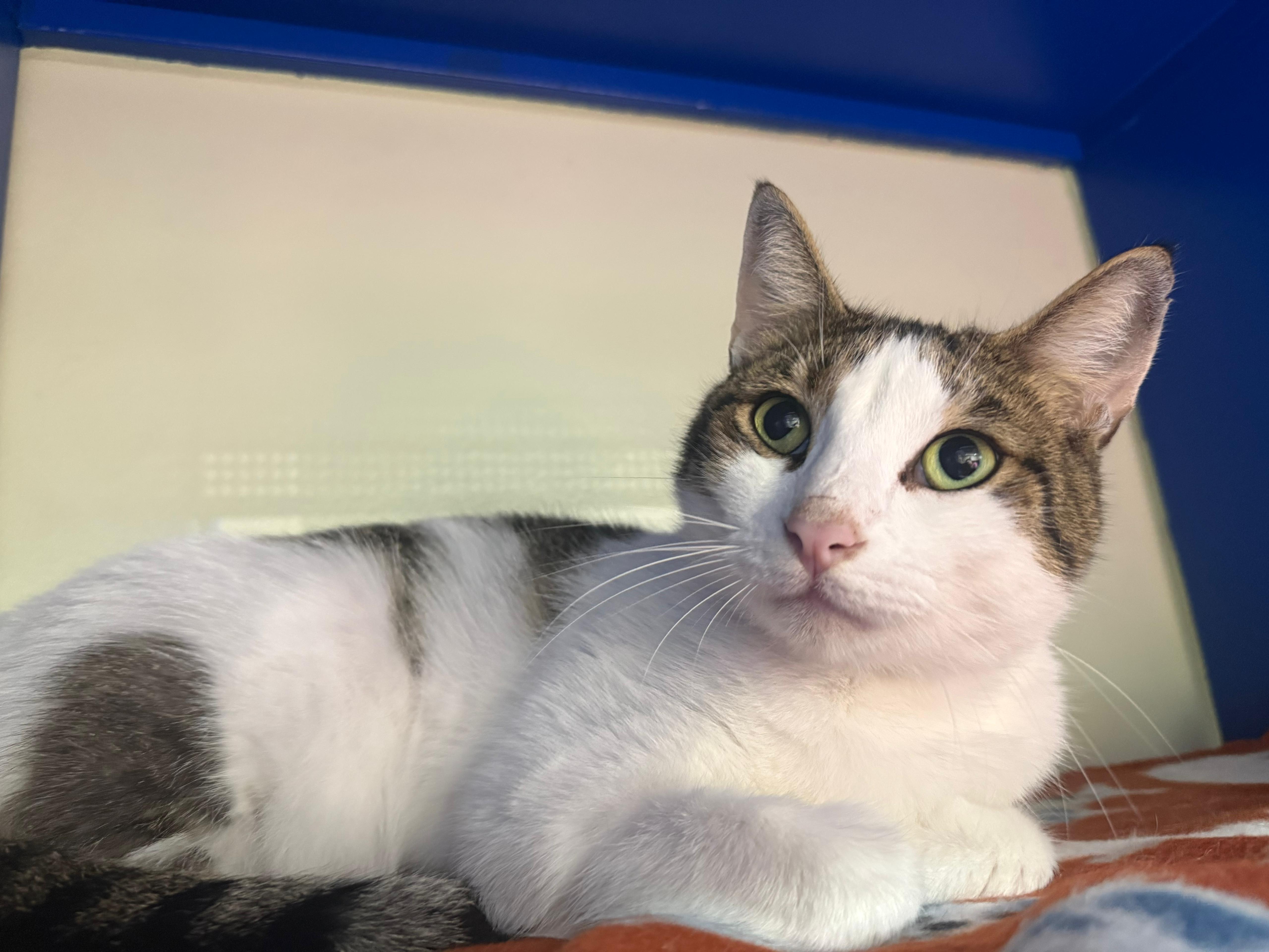Mr. Pinkles, ADOPTABLE, Adult Male Domestic Short Hair.