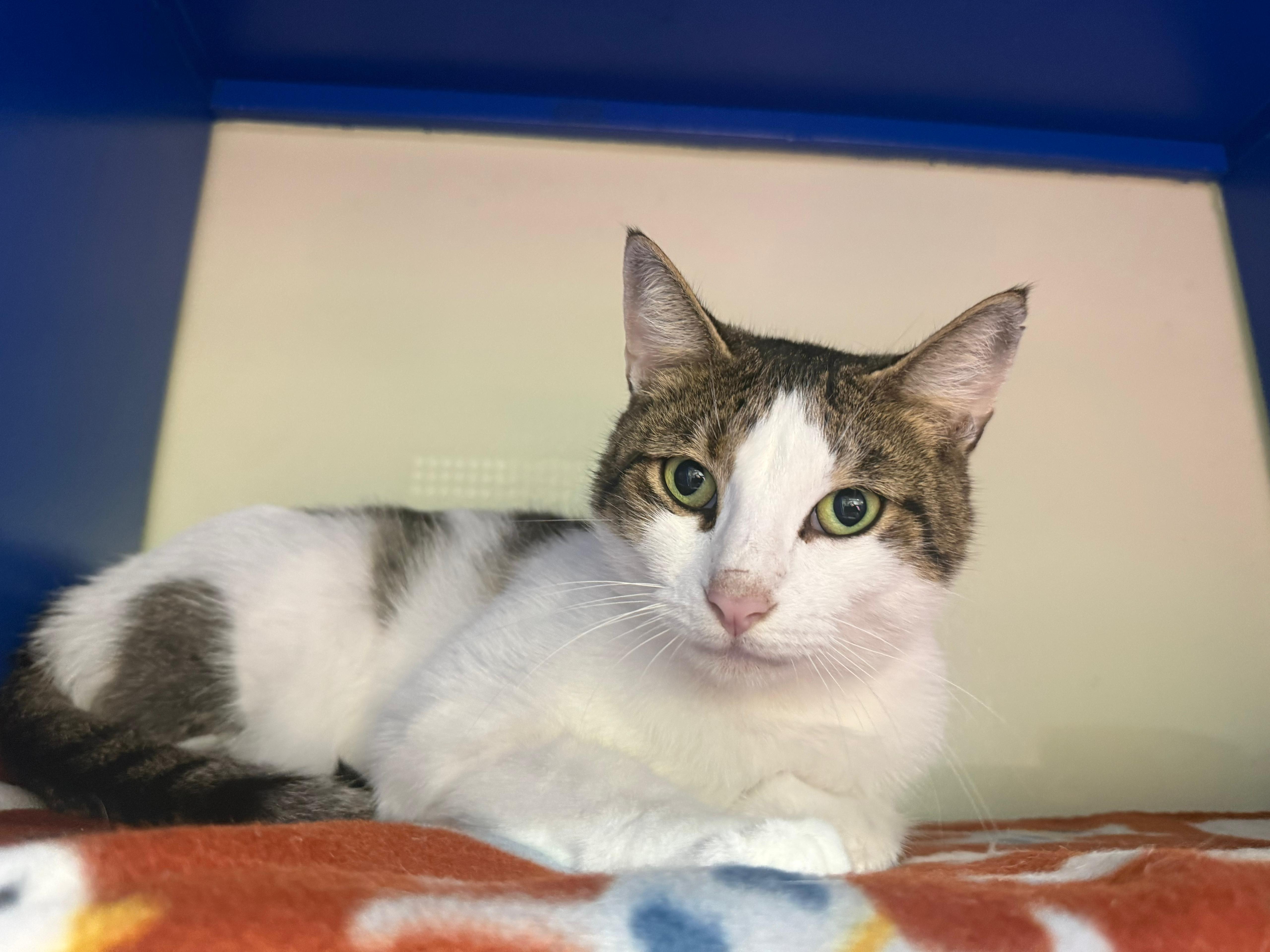 Enlarge Mr. Pinkles, a ADOPTABLE Domestic Short Hair in Lauderhill, FL image 4/4