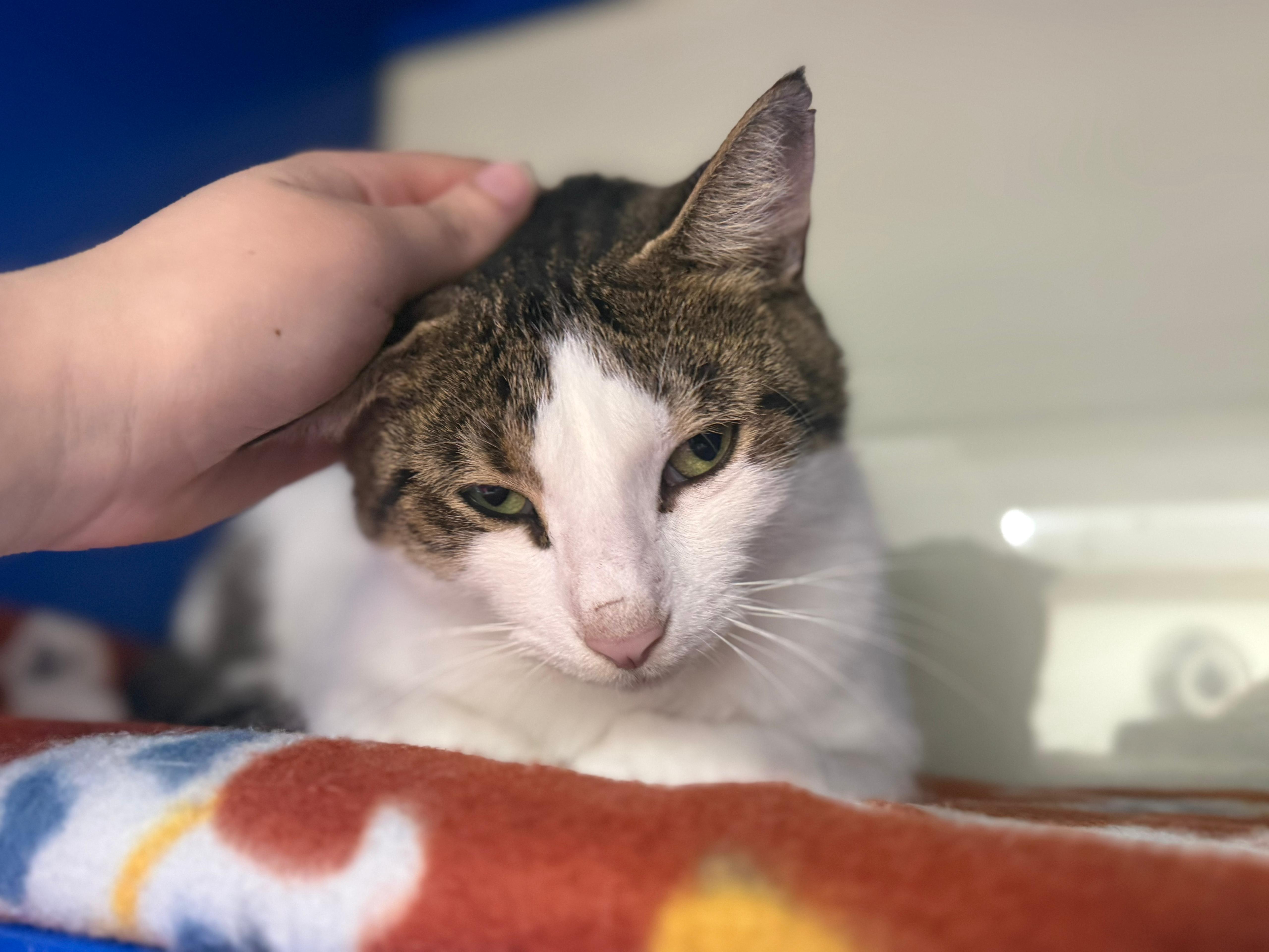 Enlarge Mr. Pinkles, a ADOPTABLE Domestic Short Hair in Lauderhill, FL image 3/4