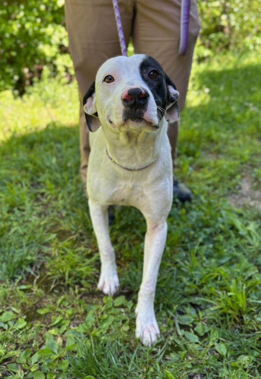 Mayday, ADOPTABLE, Young Male Mixed Breed.