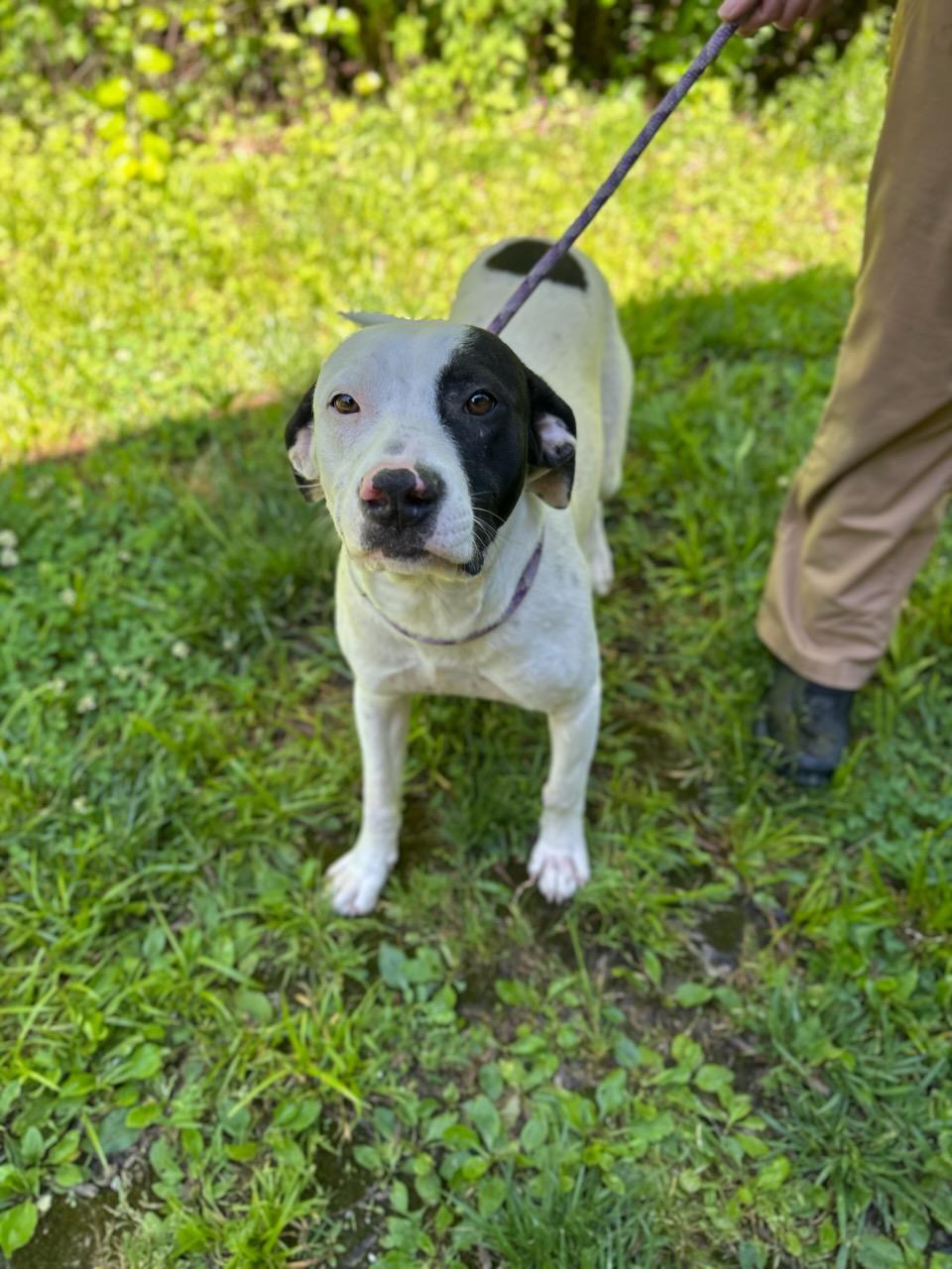 Mayday, a ADOPTABLE Mixed Breed in Manchester, TN image 3/3