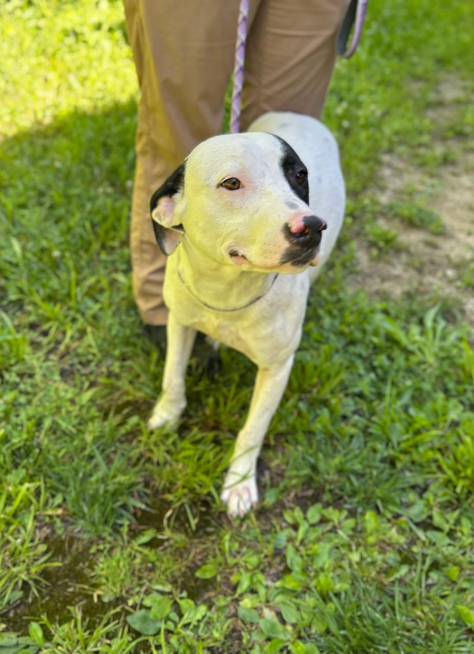 Mayday, a ADOPTABLE Mixed Breed in Manchester, TN image 2/3