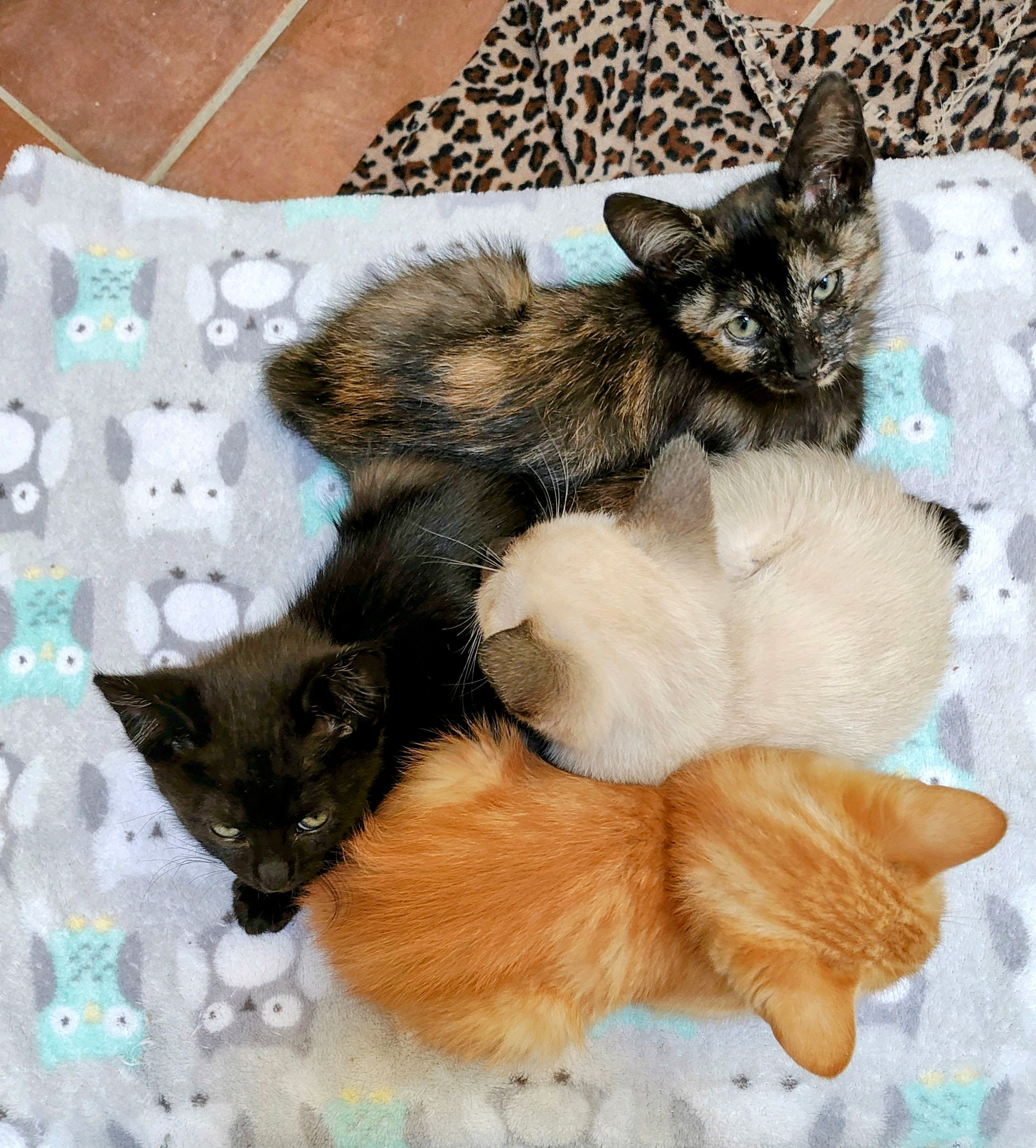 NEBULA, Adopted, Kitten Female Tortoiseshell.