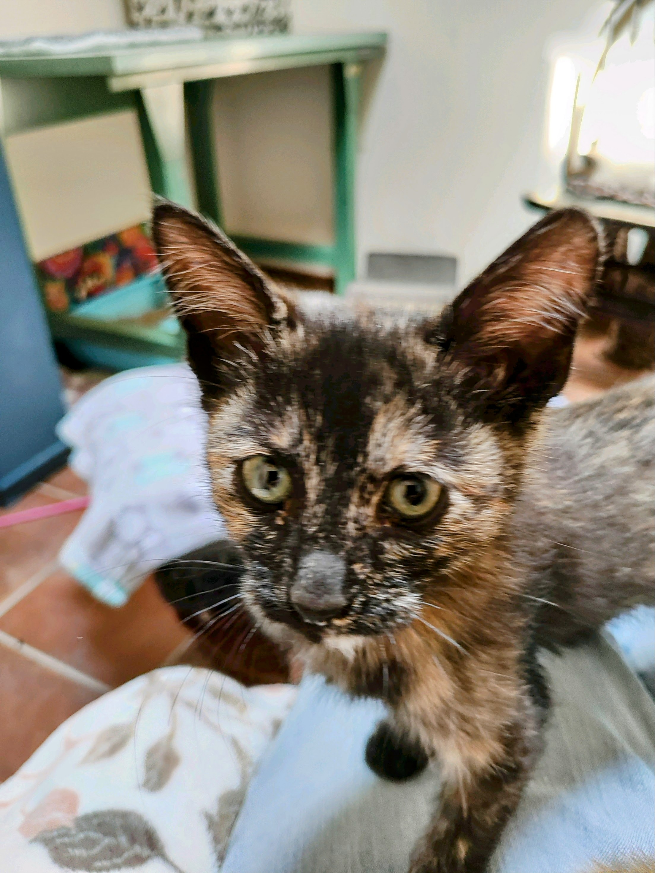 NEBULA, a Adopted Tortoiseshell in Pena Blanca, NM image 2/3