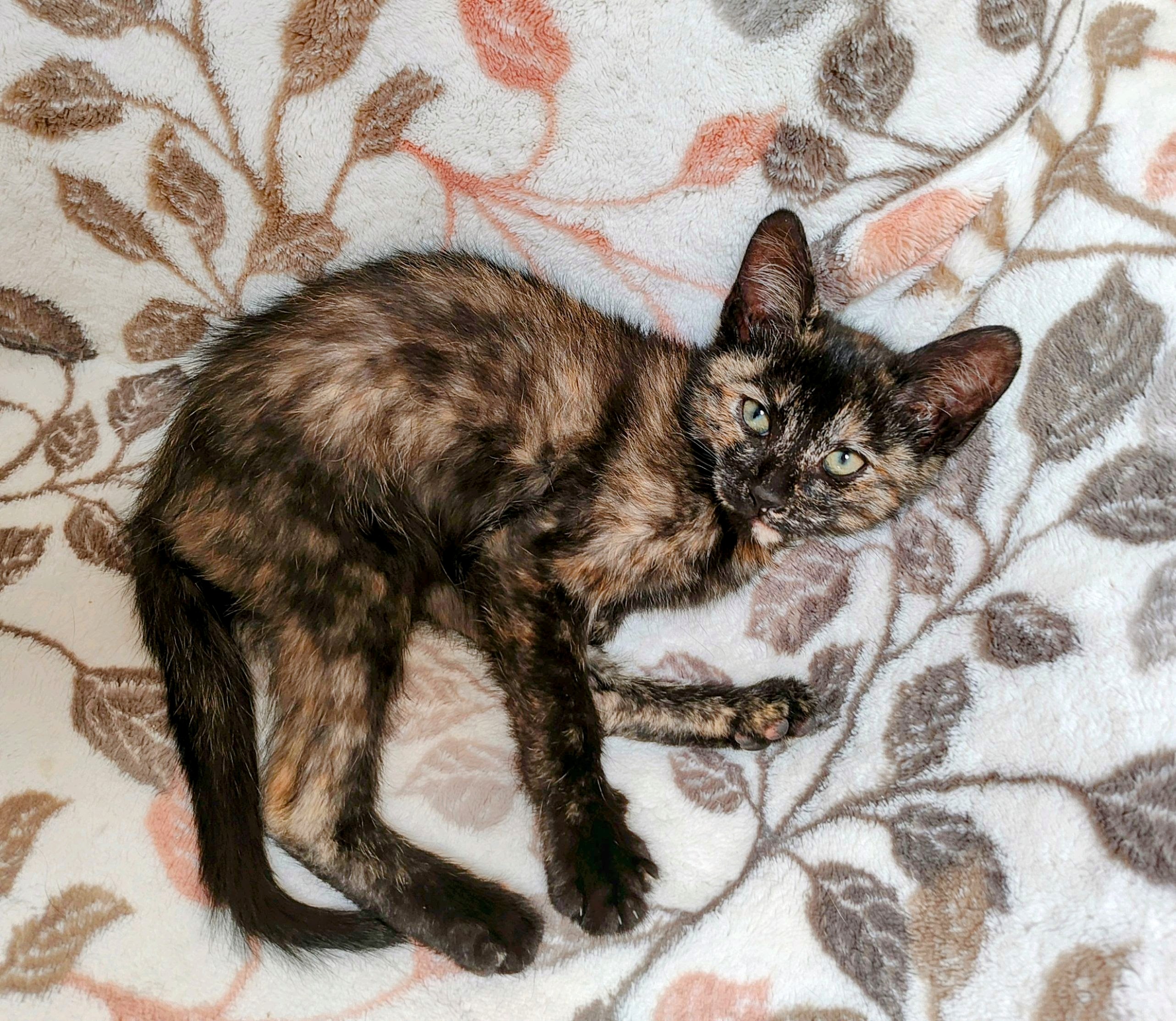 NEBULA, a Adopted Tortoiseshell in Pena Blanca, NM image 3/3