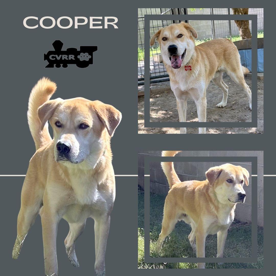 Enlarge Cooper, a Adoptable mixed breed in LINDSAY, CA image 1/1