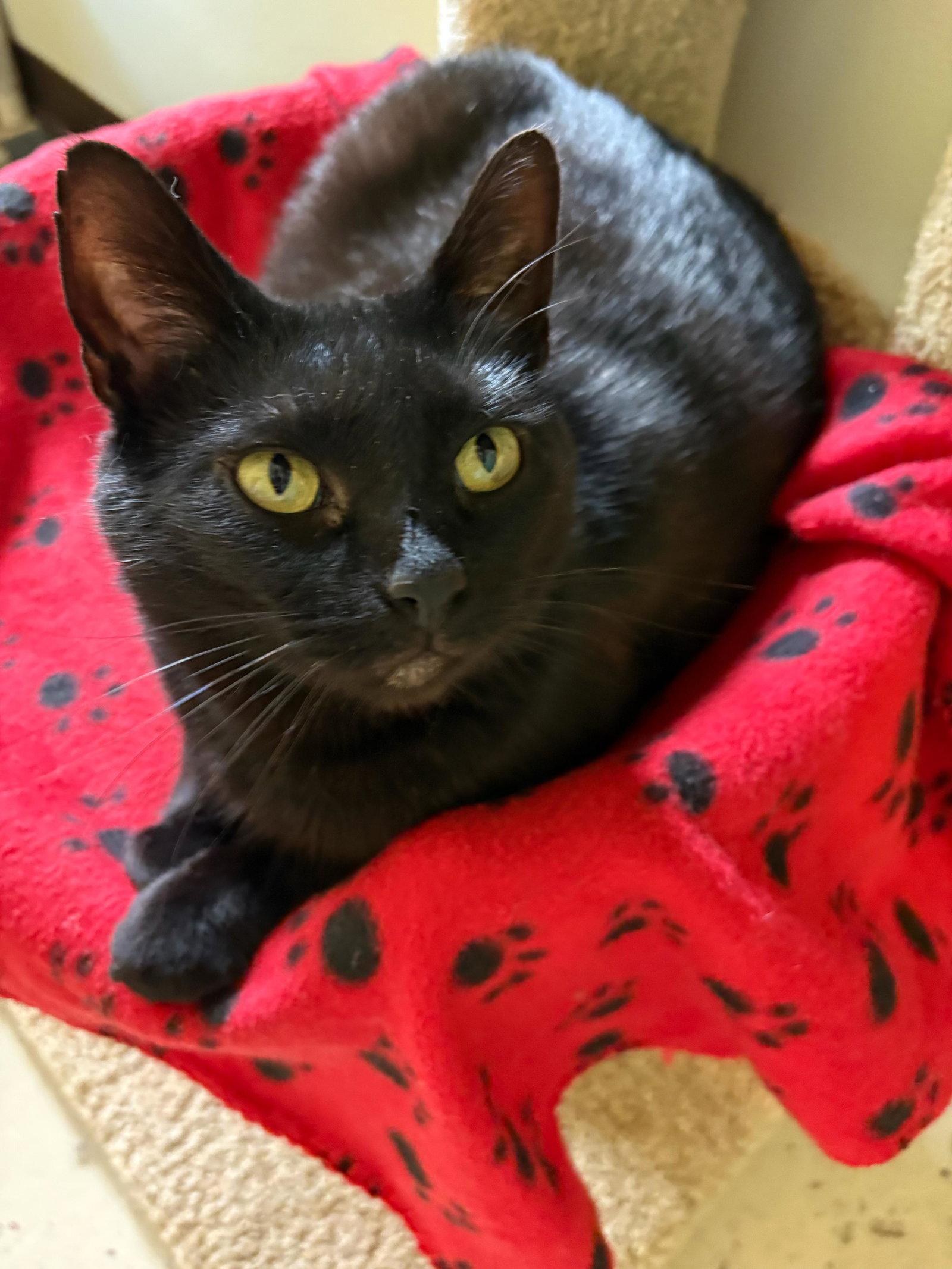 Skunk, Adoptable, Adult Male Bombay.