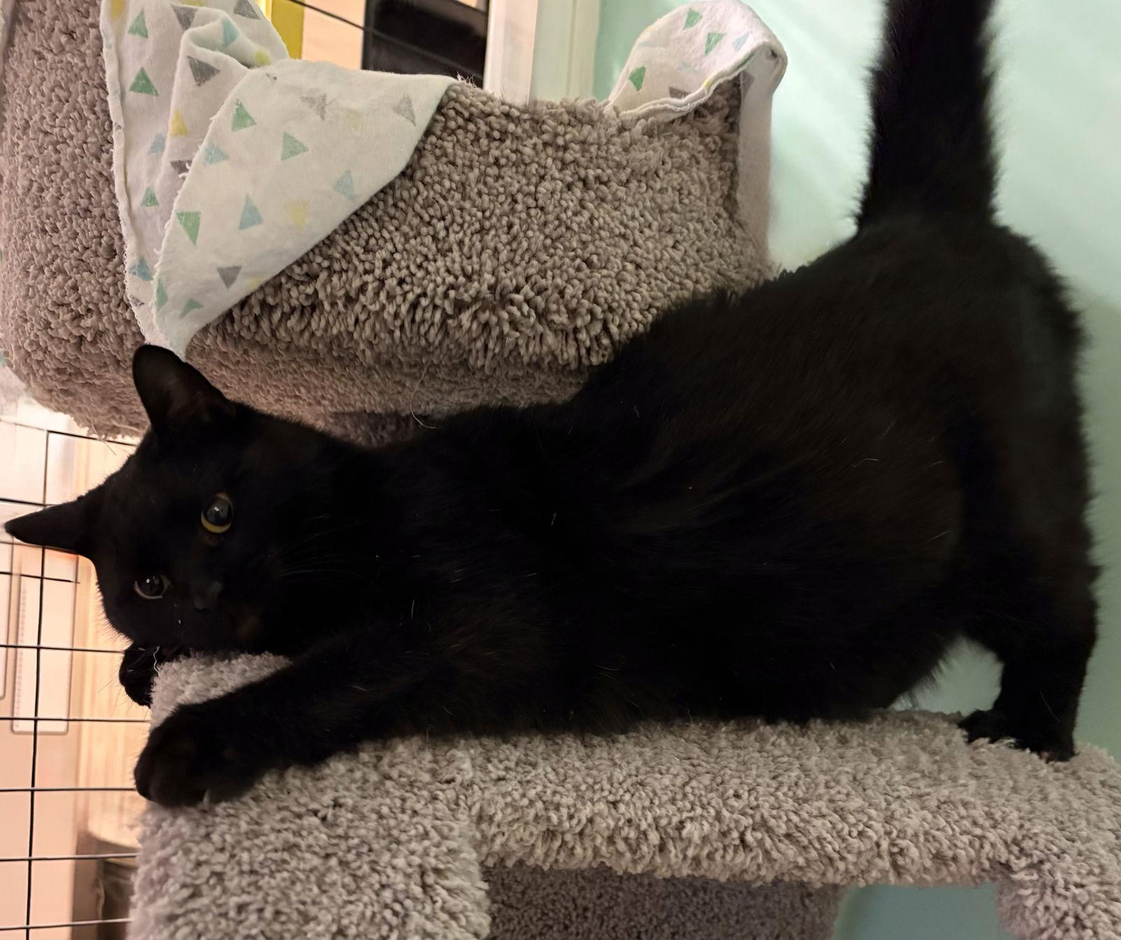 Skunk, Adoptable, Adult Male Bombay.