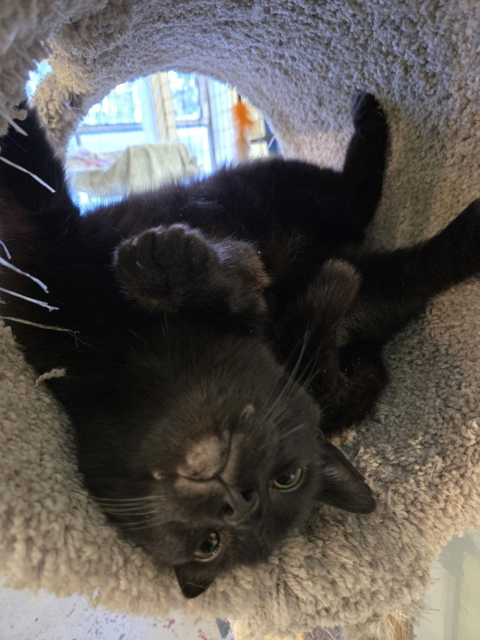 Enlarge Skunk, a Adoptable Bombay in Flint Hill, VA image 1/3