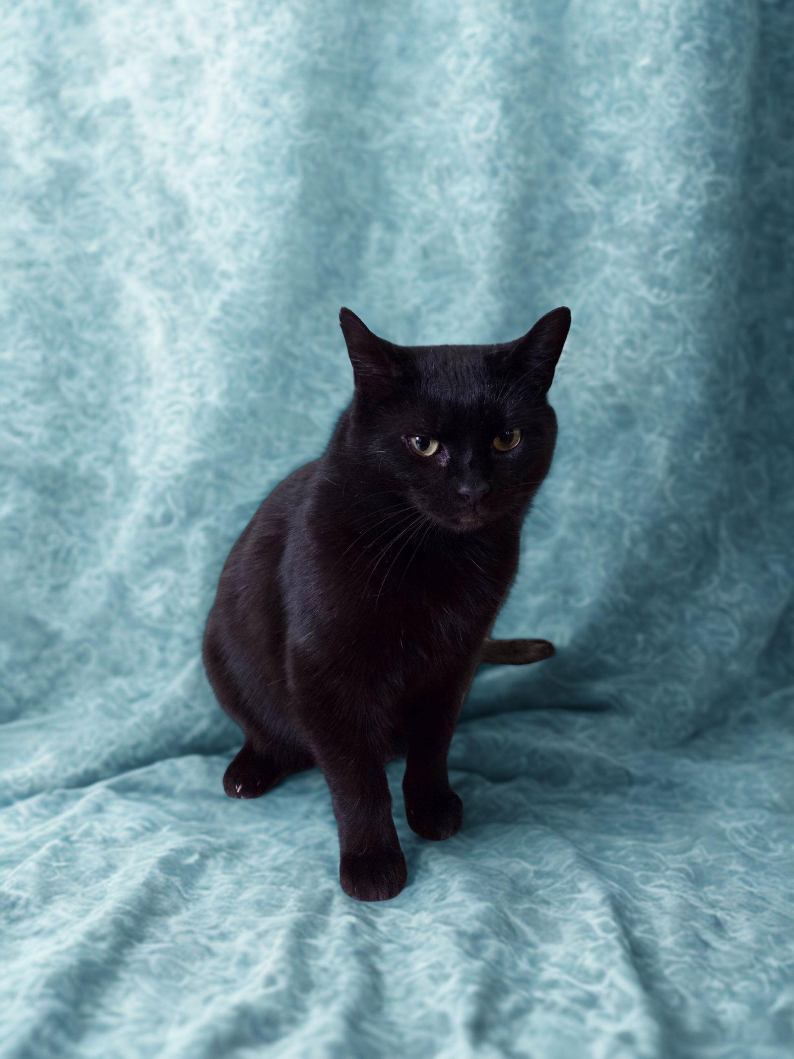 Skunk, Adoptable, Adult Male Bombay.