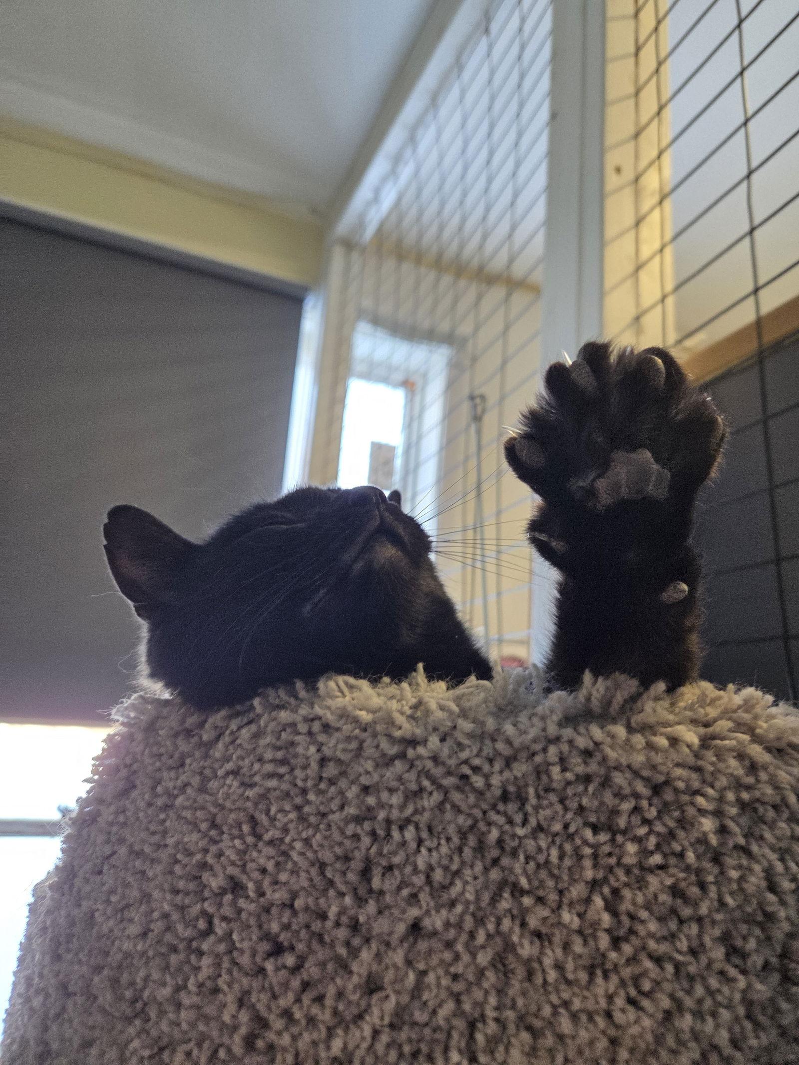 Enlarge Skunk, a Adoptable Bombay in Flint Hill, VA image 3/3