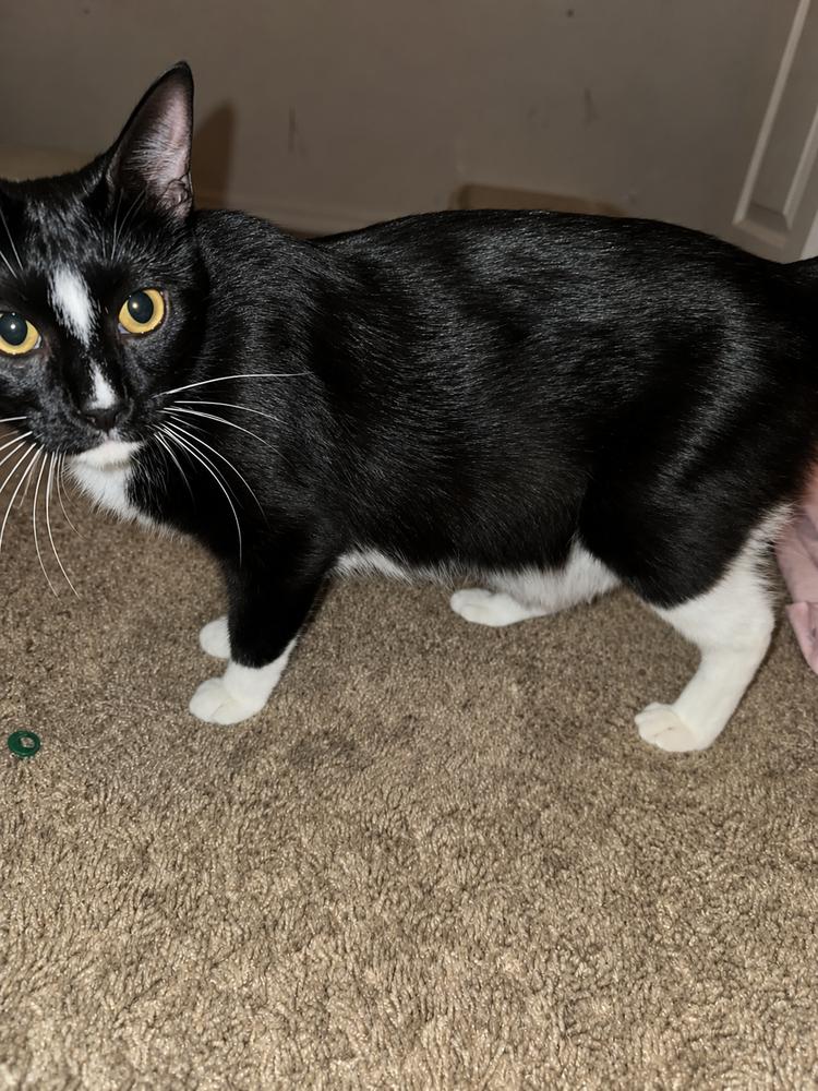 Mama Winnie the Pooh, Adoptable, Adult Female Domestic Short Hair & Manx.