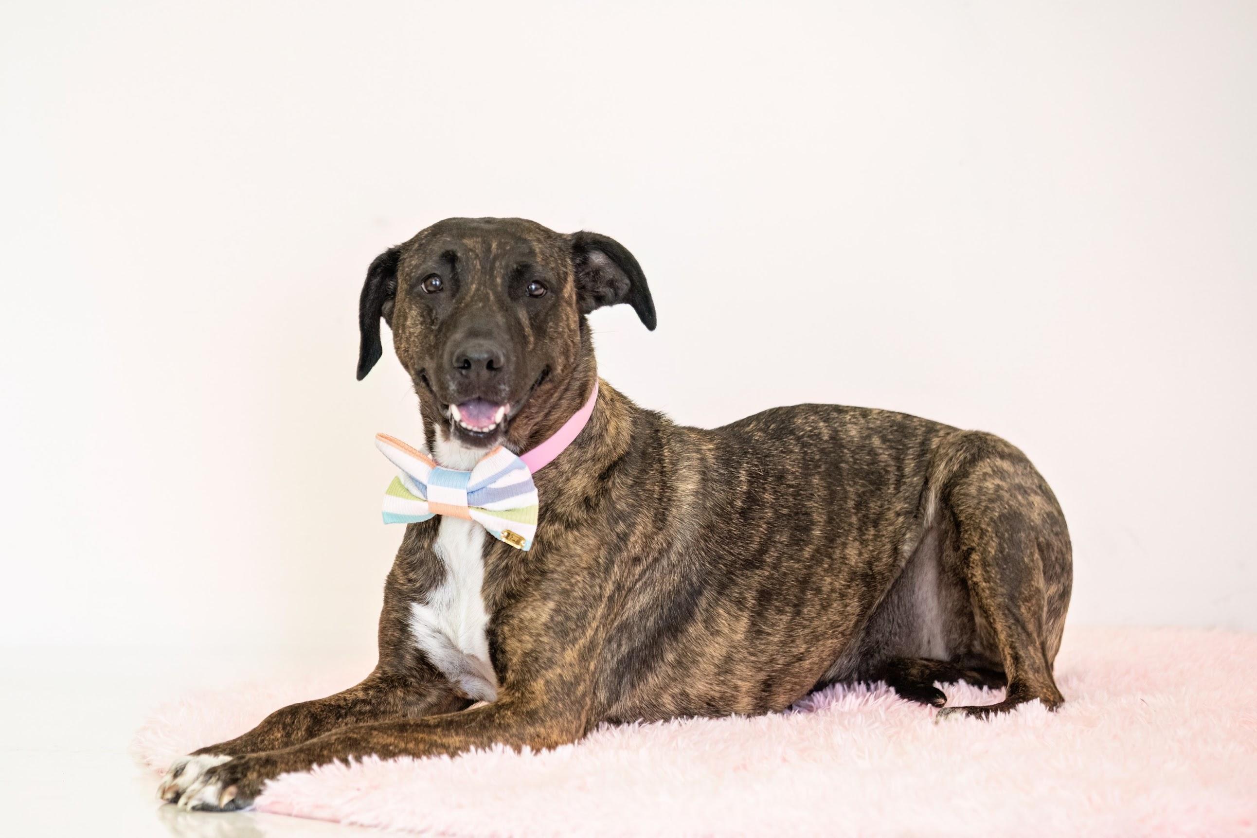 Enlarge Lorelai, a Adoptable mixed breed in Scottsdale, AZ image 1/5