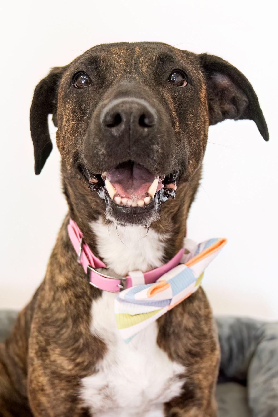 Enlarge Lorelai, a Adoptable mixed breed in Scottsdale, AZ image 2/5