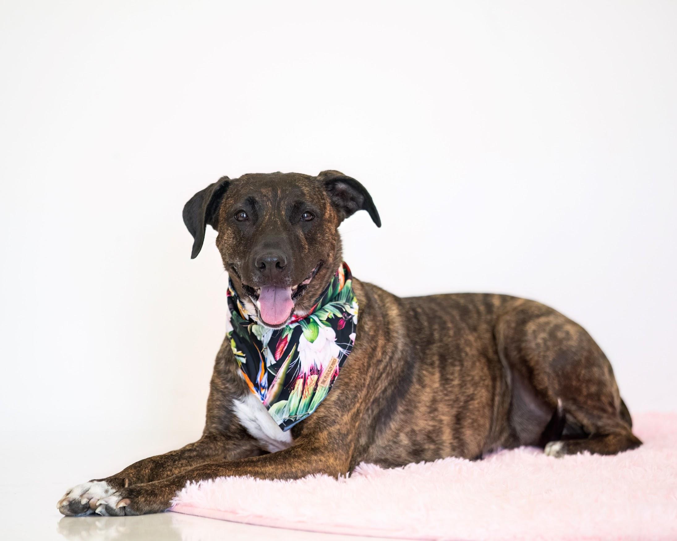 Lorelai, Adult Female Dutch Shepherd