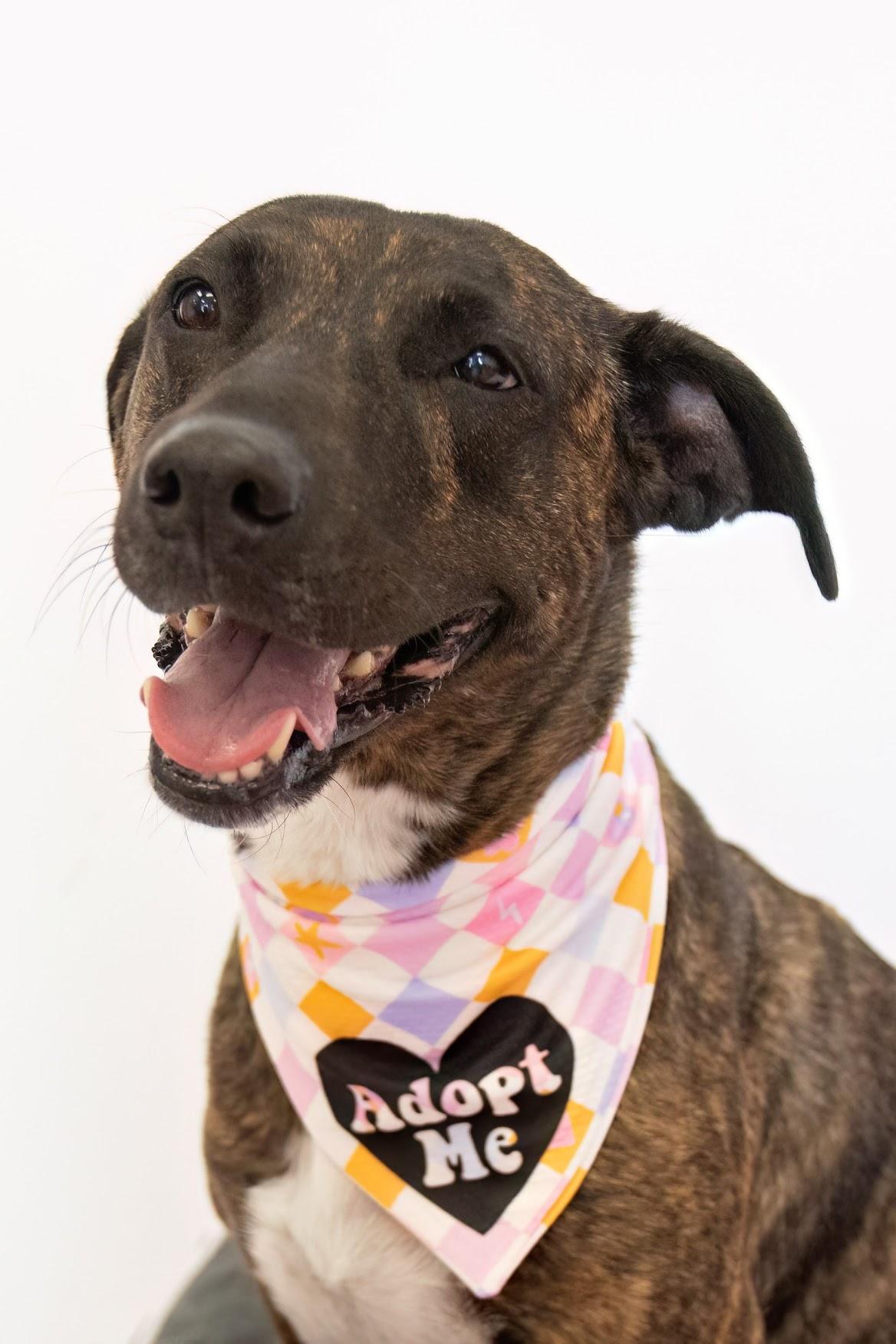 Enlarge Lorelai, a Adoptable mixed breed in Scottsdale, AZ image 4/5