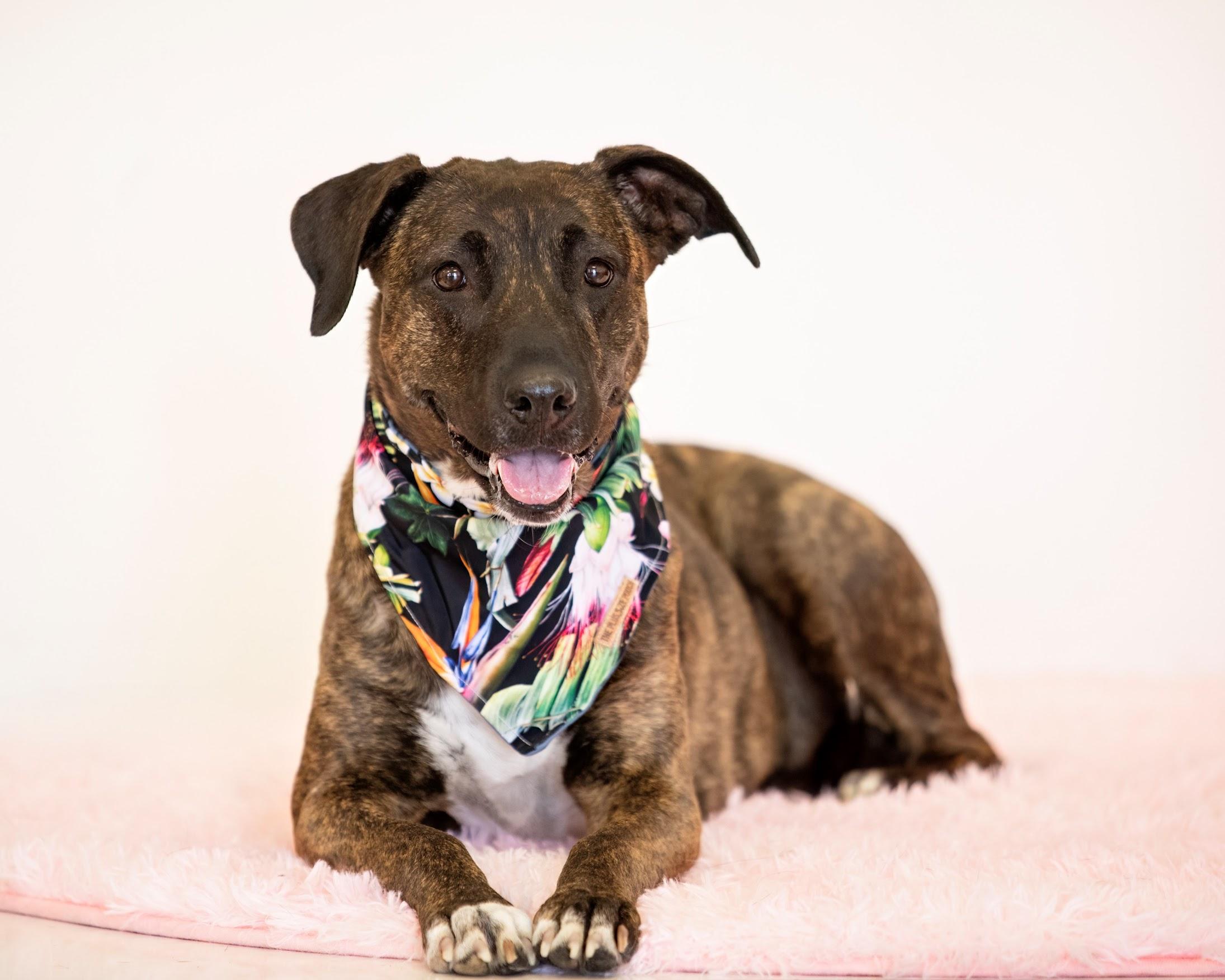 Enlarge Lorelai, a Adoptable mixed breed in Scottsdale, AZ image 5/5