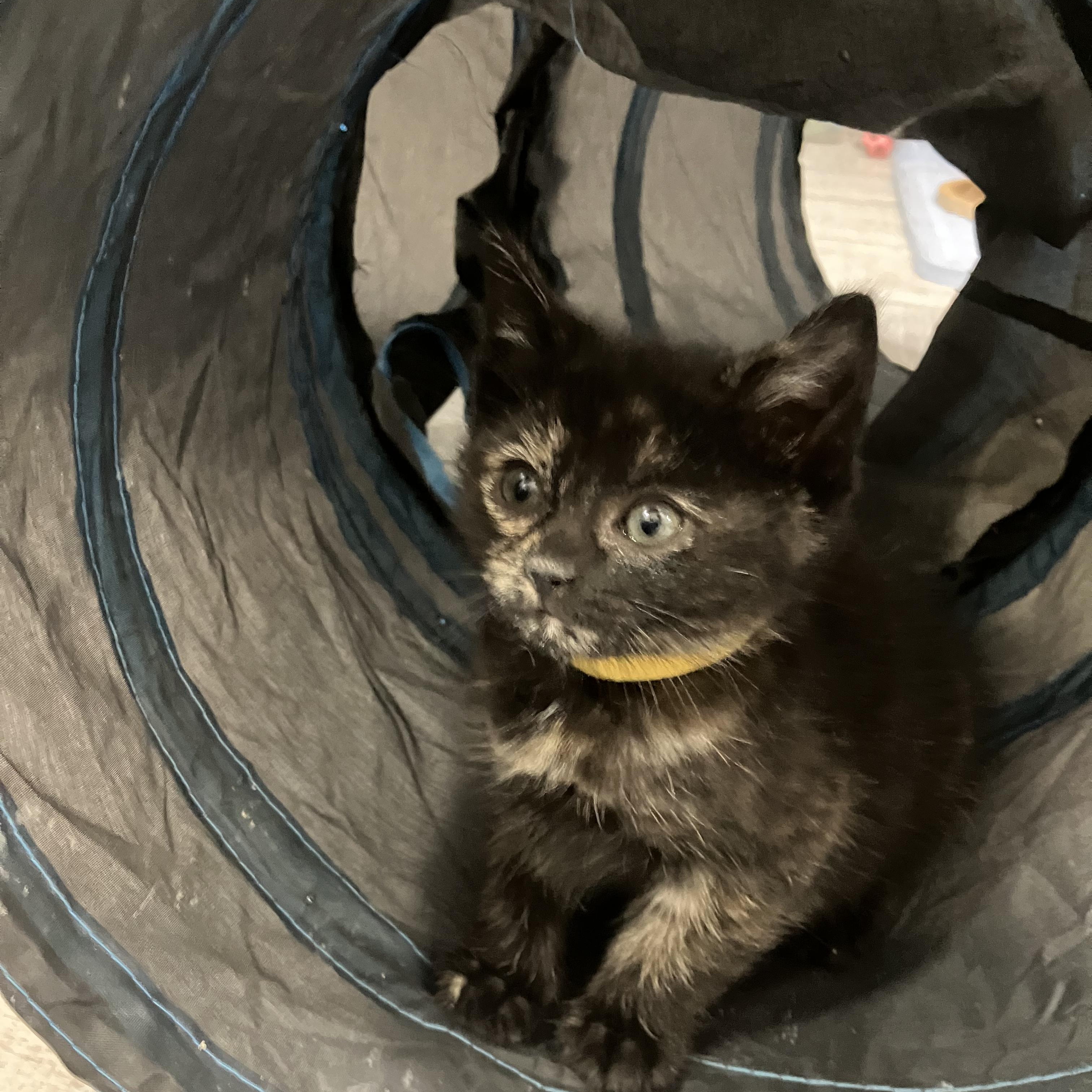 Enlarge Daffodil, a Adoptable Domestic Short Hair in Mastic beach, NY image 3/3