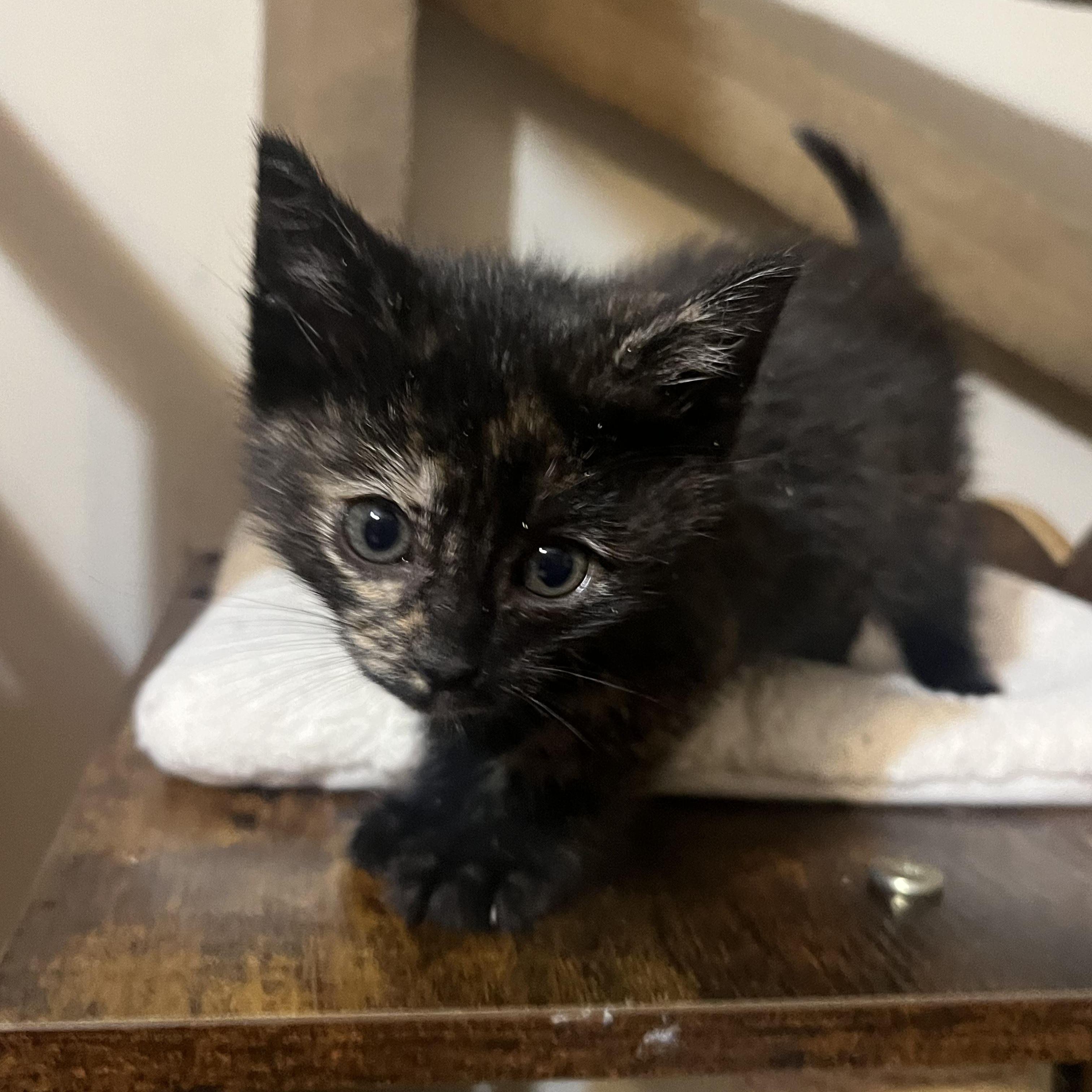 Enlarge Daffodil, a Adoptable Domestic Short Hair in Mastic beach, NY image 2/3