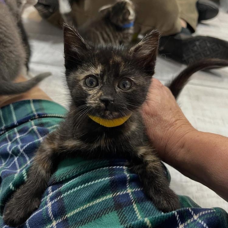 Daffodil, Adoptable, Kitten Female Domestic Short Hair.