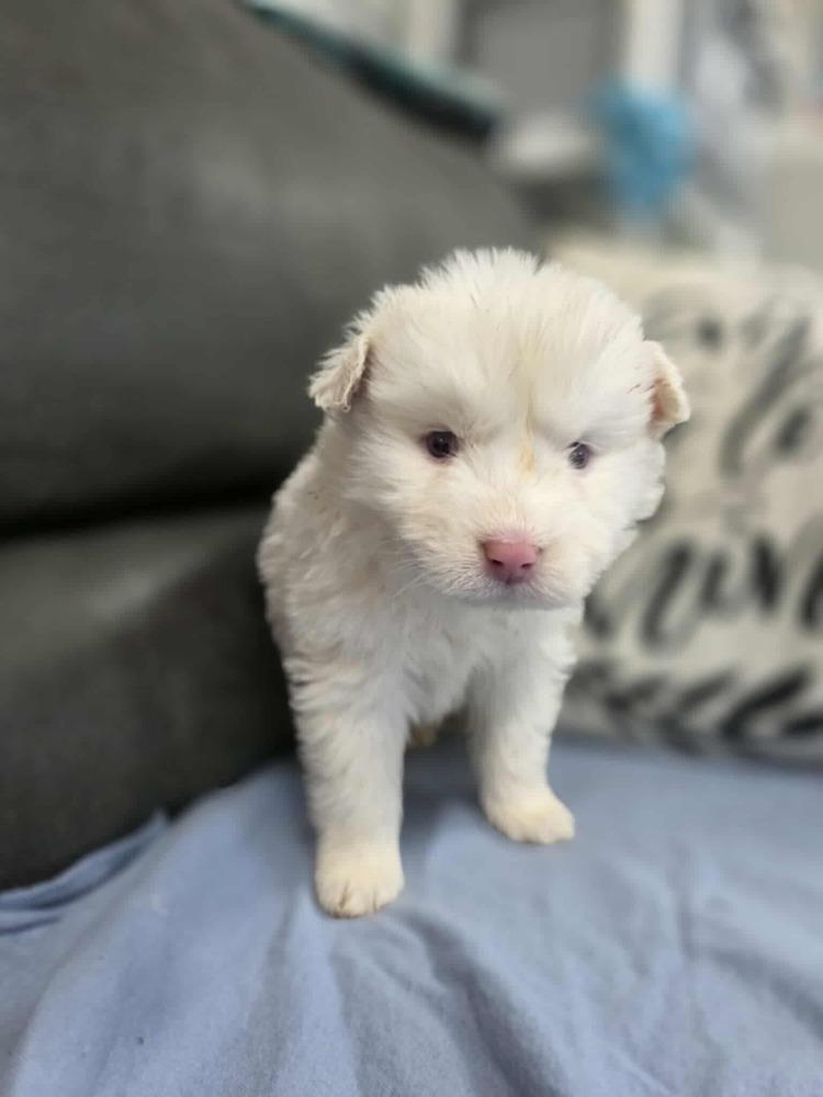 Merlin, Adoptable, Puppy Male Australian Shepherd & Pomeranian.