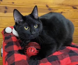 Enlarge Outlaw, a Adoptable Domestic Short Hair in Cary, NC image 1/2