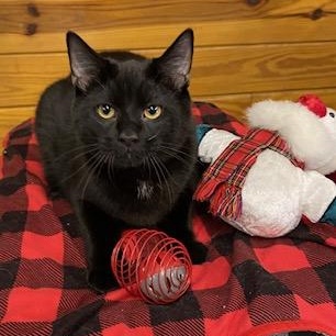 Enlarge Outlaw, a Adoptable Domestic Short Hair in Cary, NC image 2/2